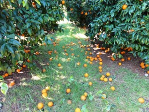 apozimiosi-portokalia-dimos-Eyrwta
