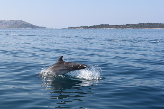 Αστακός: Χορεύοντας με… τα δελφίνια!(φωτό)