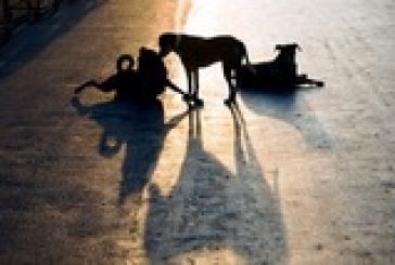 Νέα επίθεση σκυλιών στο κέντρο του Αγρινίου