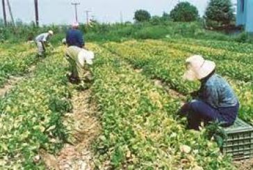 «Αύξηση της αξίας των γεωργικών προϊόντων»: Παρατείνεται η προθεσμία υποβολής αιτήσεων