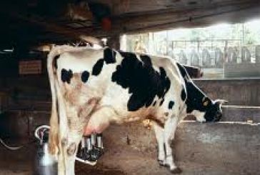 Kατανομή ποσοτήτων αναφοράς αγελαδινού γάλακτος