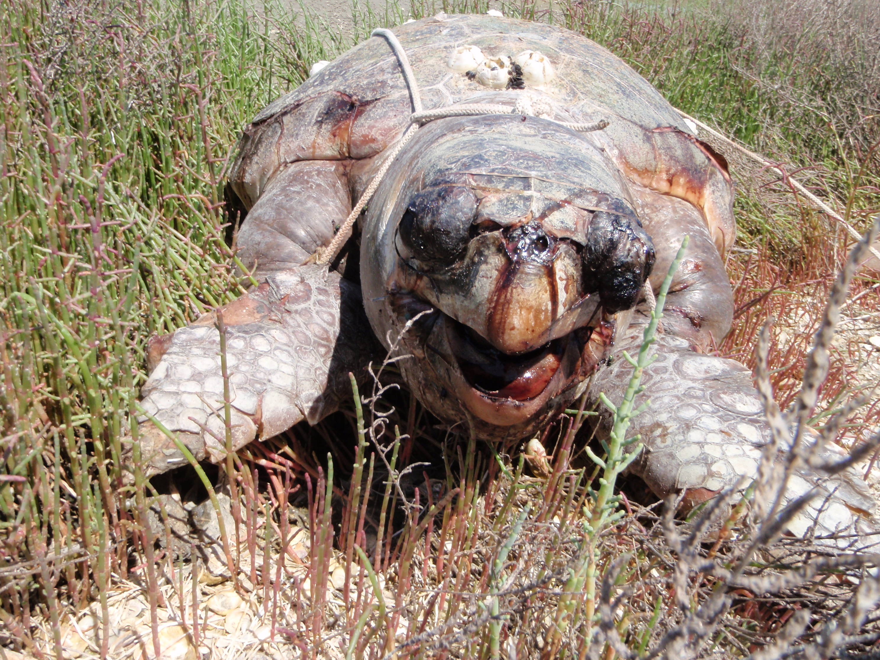Θαλάσσιες χελώνες …ευχή ή κατάρα;