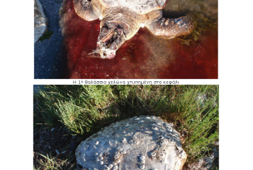 «Η θαλάσσια χελώνα βρίσκεται υπό διωγμό από τον Αμβρακικό κόλπο!!!»