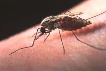 Κρούσμα ελονοσίας: Ουδέν ανησυχητικό στο Αιτωλικό