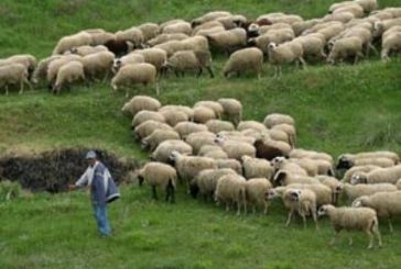 ΓΕΩΤ.Ε.Ε.: μπλοκάρεται η κτηνοτροφική δραστηριότητα στην περιοχή του Αγρινίου