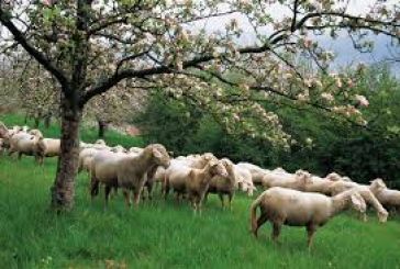 Δικαιούχοι και απορριπτόμενοι για τα προγράμματα Βιολογικής Κτηνοτροφίας Αιτωλοακαρνανίας