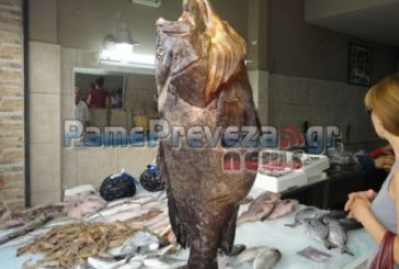 Πρέβεζα: Ροφός πάνω από 20 κιλά αλιεύτηκε με ψαροντούφεκο