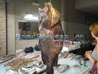 Πρέβεζα: Ροφός πάνω από 20 κιλά αλιεύτηκε με ψαροντούφεκο