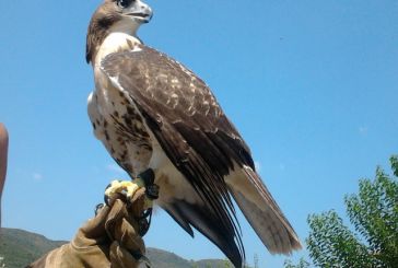 Το γεράκι red tailed hawk εκπαιδεύεται στη Σκουτερά