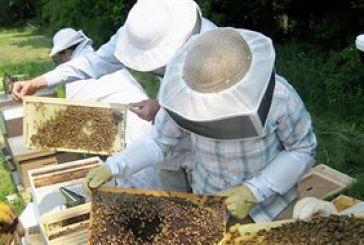 Κονδύλι 300.000 ευρώ στον ΕΛΓΟ Δήμητρα για σεμινάρια μελισσοκομίας