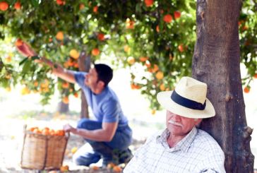 Δικαίωση για παραγωγούς πορτοκαλιών της Στράτου που εξαπατήθηκαν