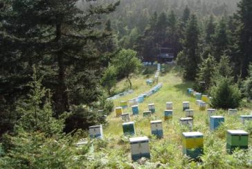 Χάνονται οι μέλισσες και στην περιοχή μας