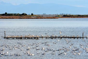 Ημερίδα: «Τα πουλιά της Ελλάδας και ιδιαίτερα του Εθνικού Πάρκου Λιμνοθάλασσας Μεσολογγίου»