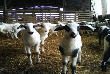 Ένωση Αγρινίου: η Αιτωλοακαρνανία θεατής των εξελίξεων για τα κτηνοτροφικά πάρκα