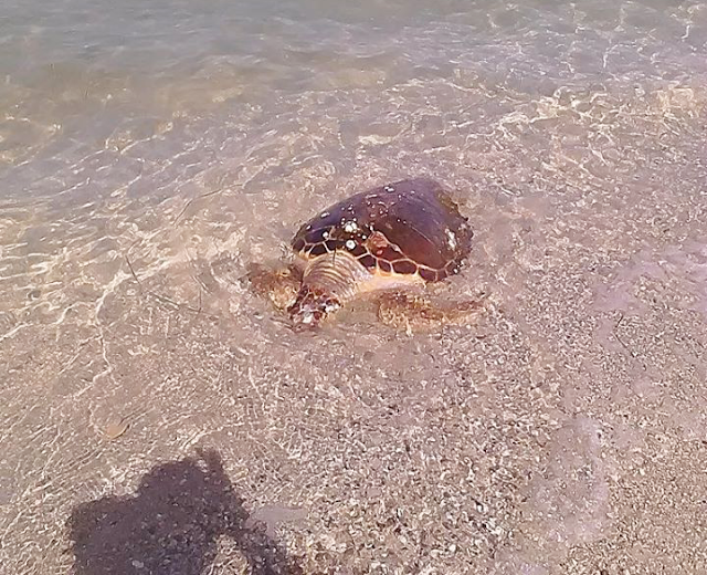 Νεκρή θαλάσσια χελώνα στην παραλία της Βόνιτσας (φωτο)