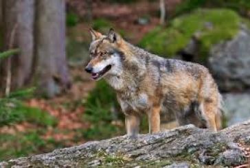 Bαρεμένος- Τριανταφύλλου ρωτούν για τις επιθέσεις λύκων στα κοπάδια
