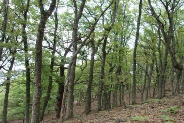 ΓΕΩΤ.Ε. Δυτ. Ελλάδας: «Απαραίτητο το ξεκαθάρισμα του τοπίου στην χωροθέτηση δασών»