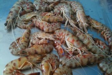 Αμβρακικός: Αφανίζουν τις γαρίδες με την παράνομη αλιεία