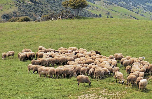 Βιολογική κτηνοτροφία: Τις επόμενες μέρες η δεύτερη πρόσκληση για κτηνοτρόφους ορεινών περιοχών