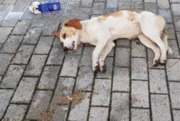 Βόνιτσα: Νέα φόλα σε σκύλο – στην αναζήτηση του δράστη η Αστυνομία