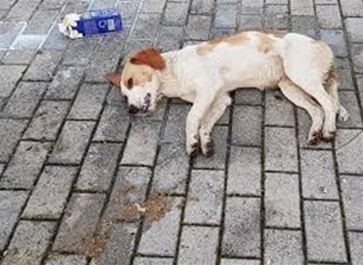 Βόνιτσα: Νέα φόλα σε σκύλο – στην αναζήτηση του δράστη η Αστυνομία
