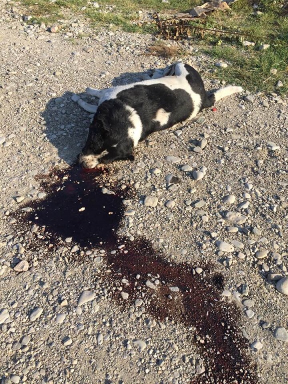 Σκληρές εικόνες: φολιασμένα σκυλιά (και) στη Στράτο