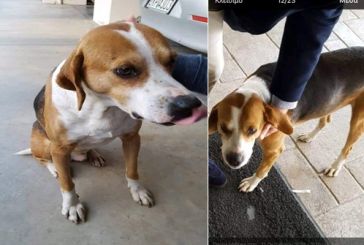 Χάθηκε σκύλος στην περιοχή του παλαιού Αγίου Χριστοφόρου στο Αγρίνιο