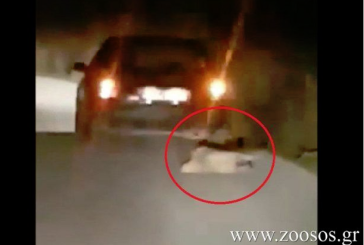 Kαταγγελία: Έσερνε σκύλο με το αυτοκίνητο στον δρόμο Βόνιτσα- Άκτιο