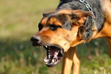 Προβληματίζουν οι επιθέσεις αδέσποτων σκύλων σε κοπάδια στον Πλατανίτη Ναυπακτίας
