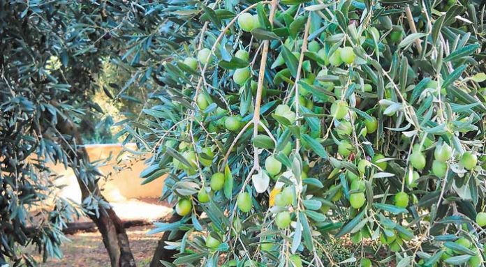 Αιτωλοακαρνανία: Μέτρια η καρποφορία των ελαιοδέντρων