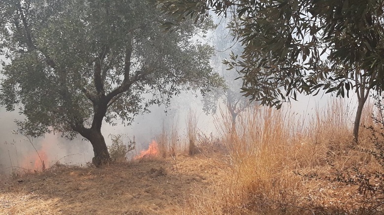Φωτιά στην περιοχή της Νεάπολης-κάηκαν ελαιόδεντρα, μία σύλληψη