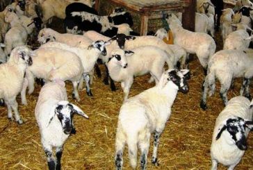 Σε δημόσια διαβούλευση το νομοσχέδιο για τις κτηνοτροφικές εγκαταστάσεις