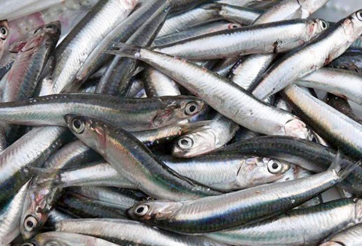 Μελέτη: Μοναδικός ο διατροφικός πλούτος των αλιευμάτων του Αμβρακικού