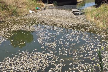 Άγιος Νικόλαος Βόνιτσας: Χιλιάδες νεκρά ψάρια στη διώρυγα Κλεοπάτρας