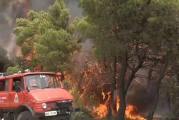 ΓΕΩΤ.Ε.Ε.: πολιτικές και δράσεις για τις δασικές πυρκαγιές