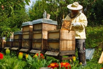 Δύο νέες δράσεις για την ενίσχυση της μελισσοκομίας
