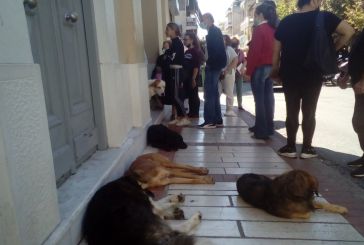 Αγρίνιο: «Μη μου τους… σκύλους τάραττε!»