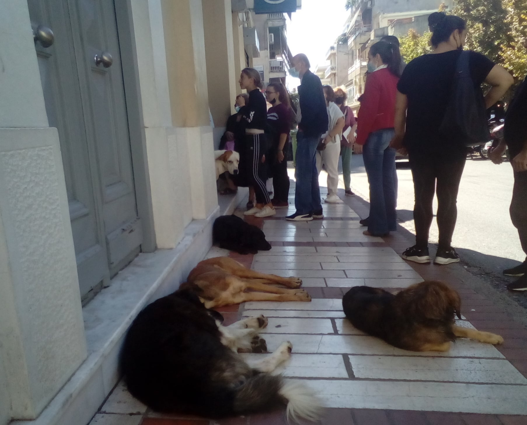 Αγρίνιο: «Μη μου τους… σκύλους τάραττε!»