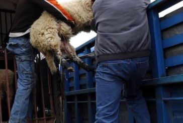 Αγρίνιο: Οι ζωοκλέφτες κι ο βοσκός που έκανε το… κορόιδο πριν ειδοποιήσει την Αστυνομία!