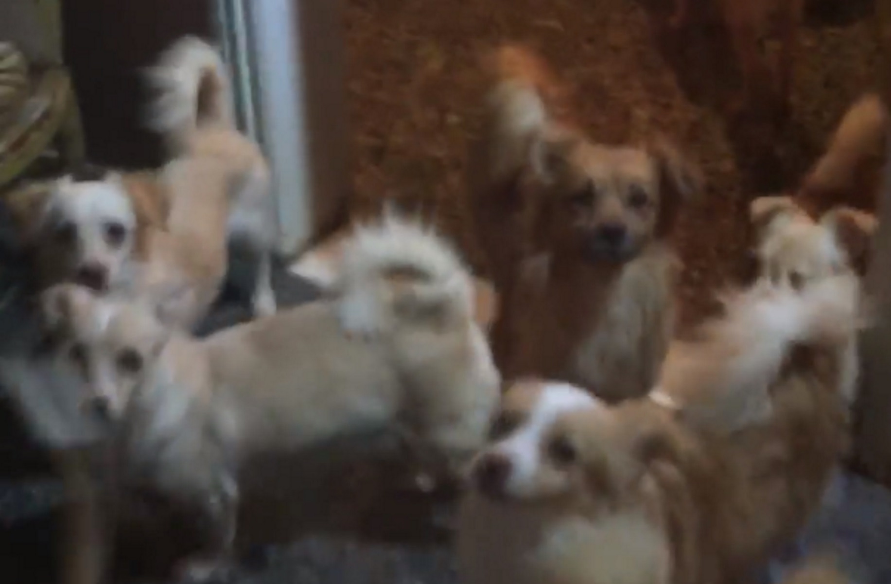 Βίντεο με τα 53 σκυλιά στοιβαγμένα σε διαμέρισμα στην Πάτρα: 75.000 ευρώ πρόστιμο στην ένοικο έπειτα από μήνυση φιλόζωων