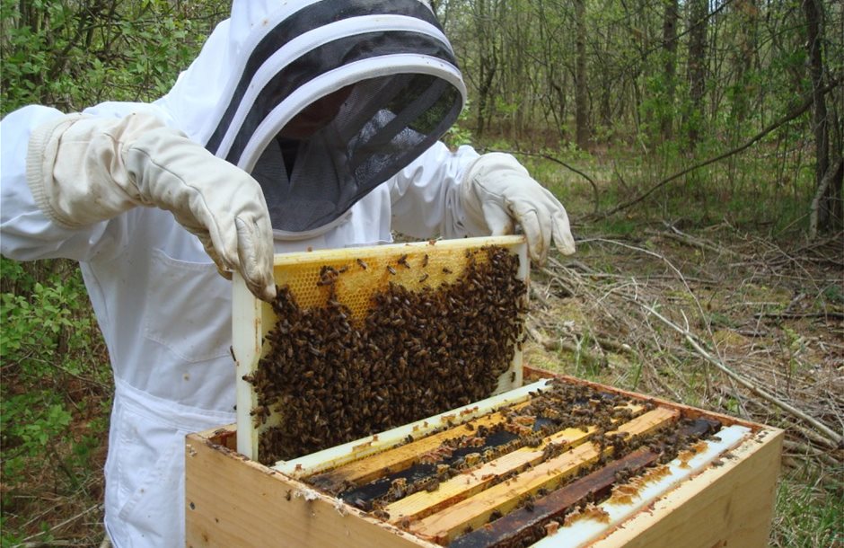 Δωρεάν κατάρτιση μελισσοκομίας στο Μεσολόγγι για νέους αγρότες