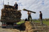 Άρχισαν τα πρώτα «φορτώματα» καλαμιών στα Καλύβια (φωτο)