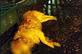 Άγνωστοι δηλητηρίασαν γάτες και σκυλιά στην Κωνωπίνα Ξηρομέρου