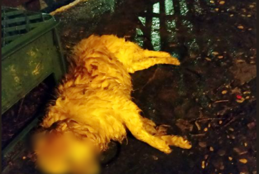 Άγνωστοι δηλητηρίασαν γάτες και σκυλιά στην Κωνωπίνα Ξηρομέρου