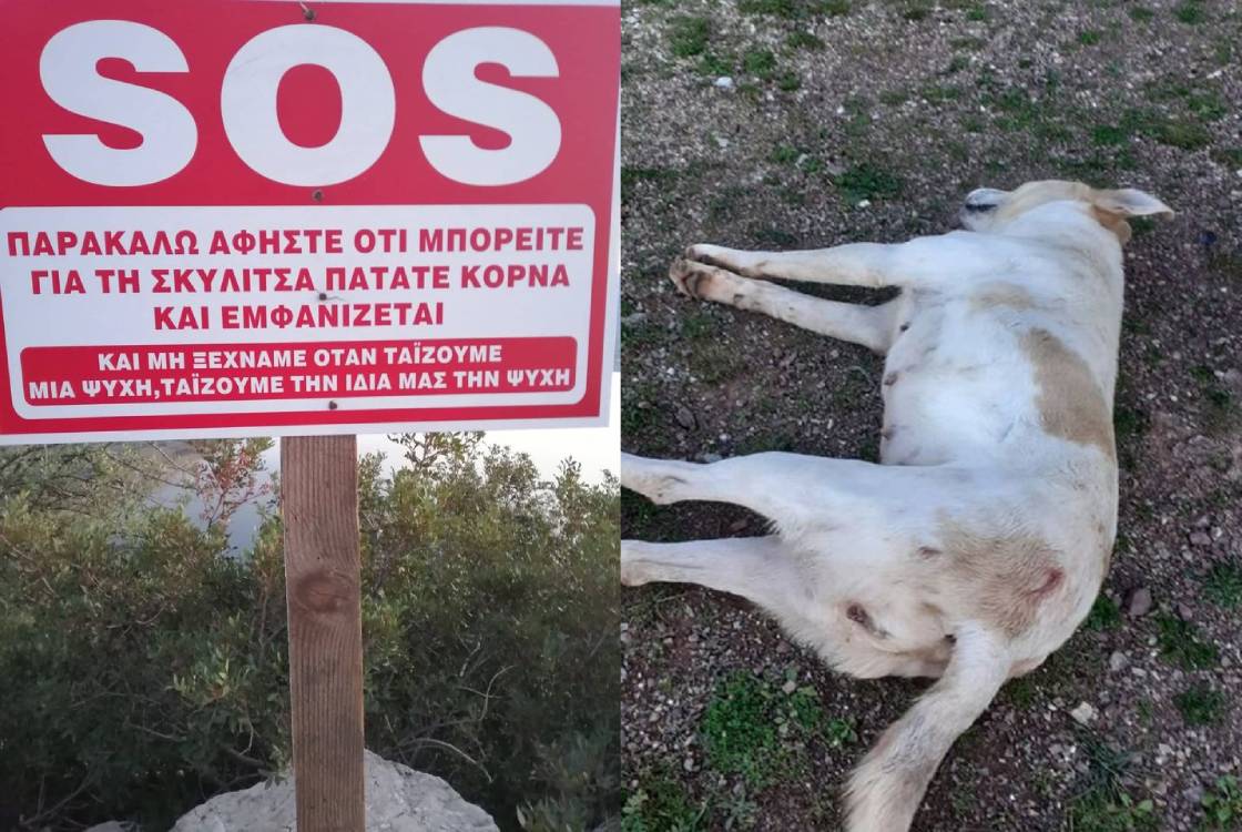 Αιτωλοακαρνανία-καταγγελία για κτηνωδία: εκτέλεσαν τη σκυλίτσα που για χάρη της τοποθετήθηκε πρωτότυπη πινακίδα
