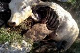 Για τις επιθέσεις λύκων σε κοπάδια στην Κεχρινιά ρωτά το ΚΚΕ