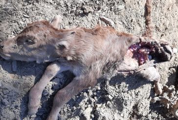 Κεχρινιά Αμφιλοχίας- Σε απόγνωση κτηνοτρόφοι απο επιθέσεις λύκων σε κοπάδια – Τι ζητούν, στη Βουλή το θέμα