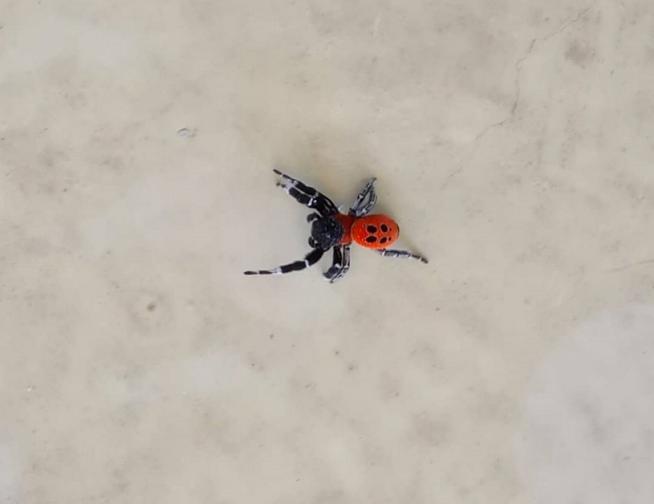 Σπανιότατη αράχνη «πασχαλίτσα» εντοπίστηκε σε περιοχή του Μεσολογγίου