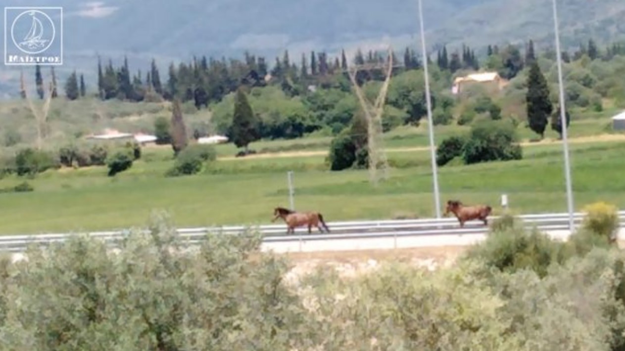 Σάστισαν οι οδηγοί κοντά στην Αμφιλοχία: Άγρια άλογα… κάλπαζαν στην Ιόνια Οδό (βίντεο)