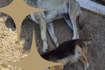Αιτωλοακαρνανία: Δηλητηρίασαν τα σκυλιά του και δίνει αμοιβή 30.000 ευρώ για πληροφορίες